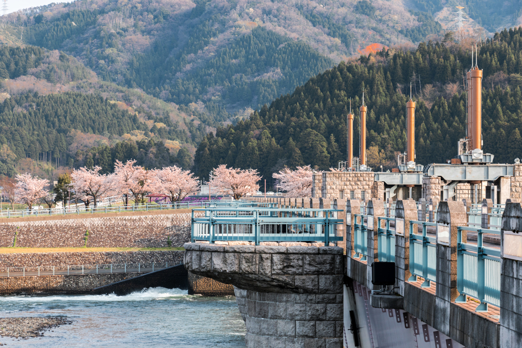 春の鳴鹿大堰