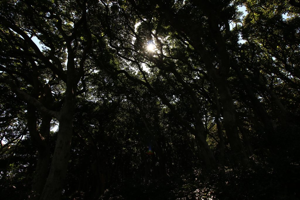 木漏れ日が差す森その４（雄島・楽しい時計回り編）