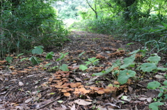 キノコの道（吉崎御坊跡より）