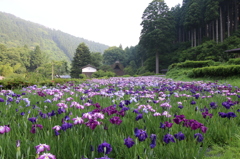 千古の家・花菖蒲園