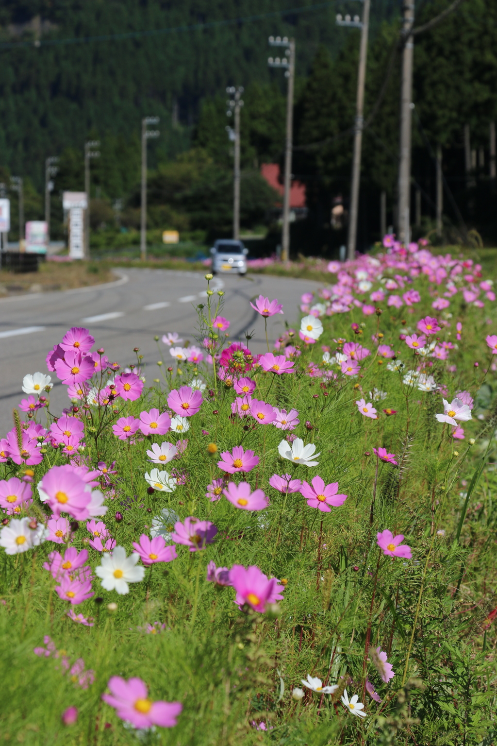 コスモス街道（竹田の里より）
