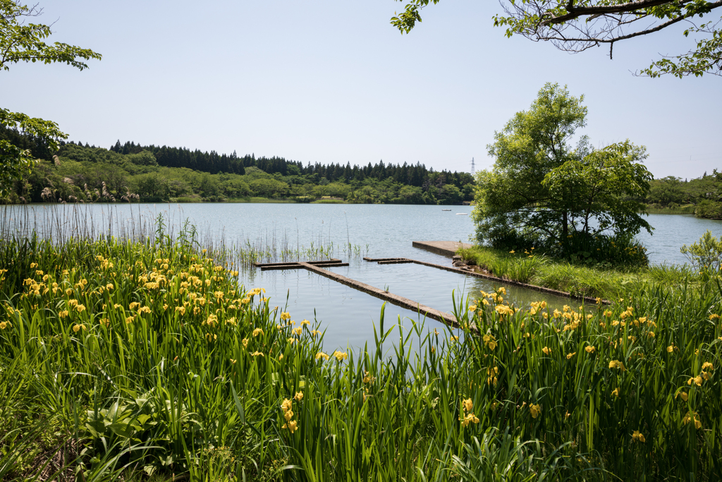 栗山池初夏の彩り