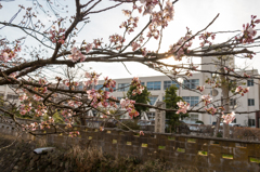 熊坂川河畔の桜４