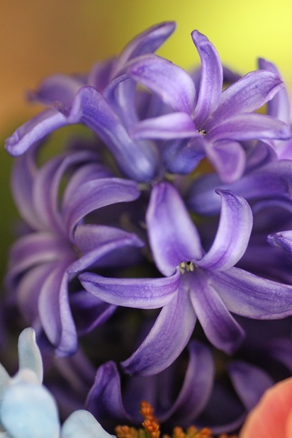 紫の花