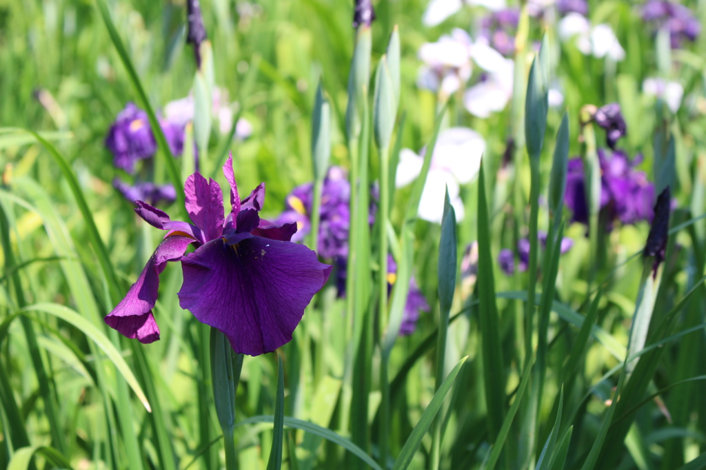 赤塚山公園　菖蒲園③