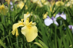 赤塚山公園　菖蒲園①