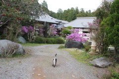 ミツバツツジ、猫