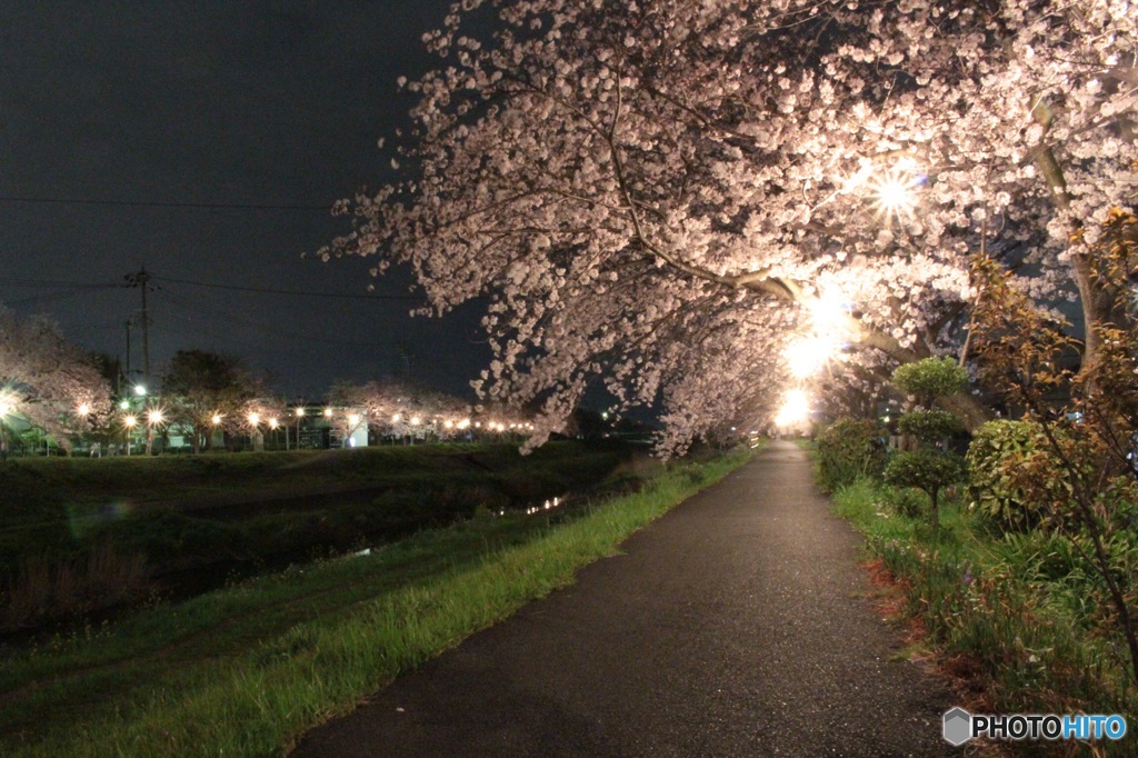 夜桜