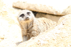 岡崎東公園　ミーアキャット