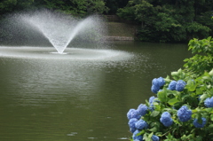 赤塚山公園　あじさい