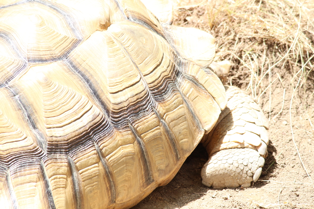 岡崎東公園　カメ
