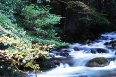 鳴沢の滝⑤