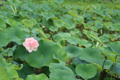 東三河ふるさと公園③