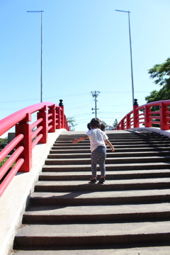 賀茂しょうぶ園⑥