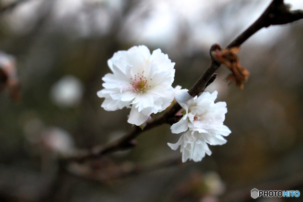 四季桜