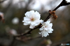 四季桜