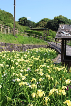 赤塚山公園　菖蒲園②