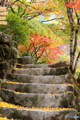 秋の階段