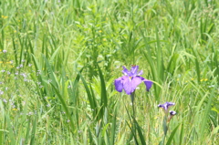 岡崎東公園　菖蒲