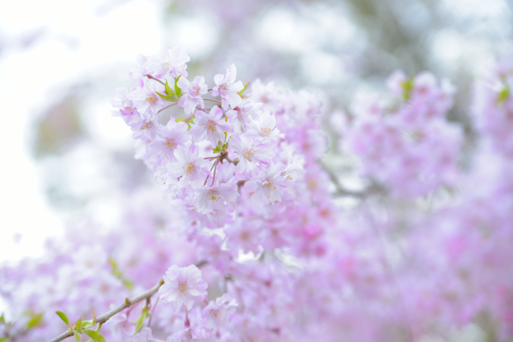 桜もそろそろ見納めですかね