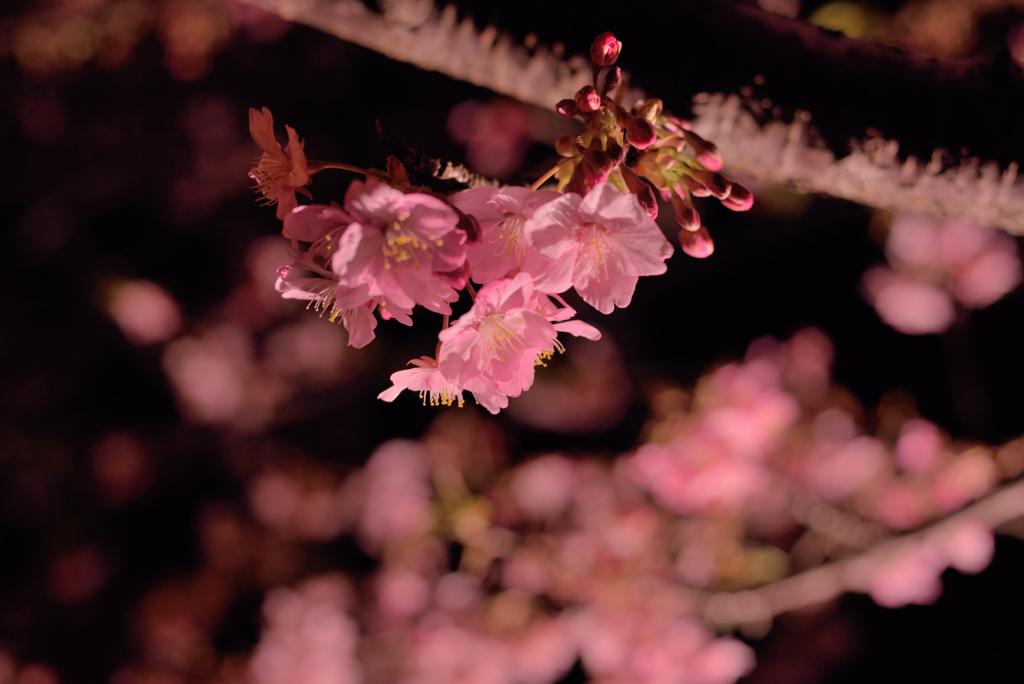 夜桜