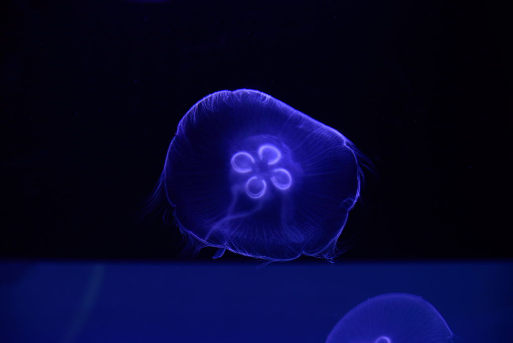 海月