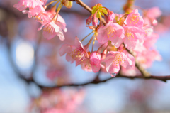 桜の滴