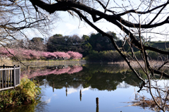 小松ヶ池の桜