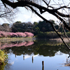 小松ヶ池の桜