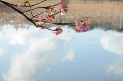 桜と雲