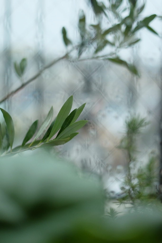 雨とみどり