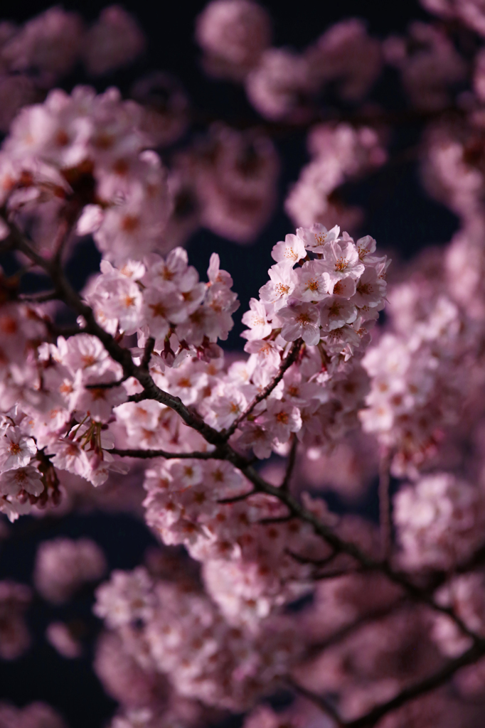 夜桜