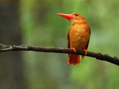 アカショウビン