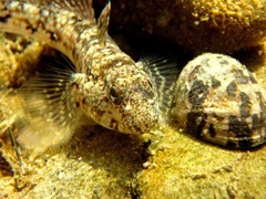 潮溜まりのハゼ