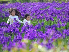 紫の園