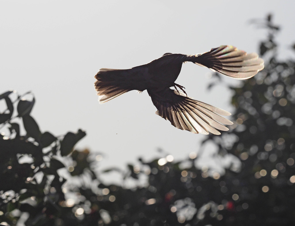 ヒヨドリ羽ばたき