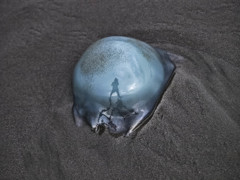 うちあげられたクラゲ