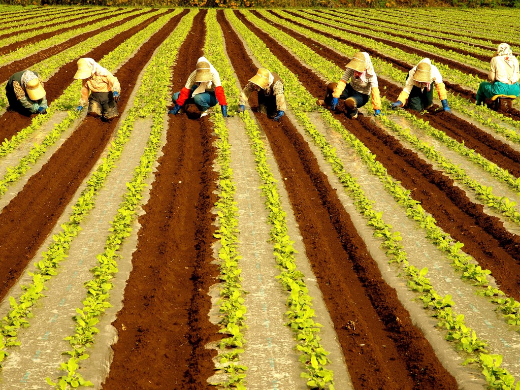 セパレートコース