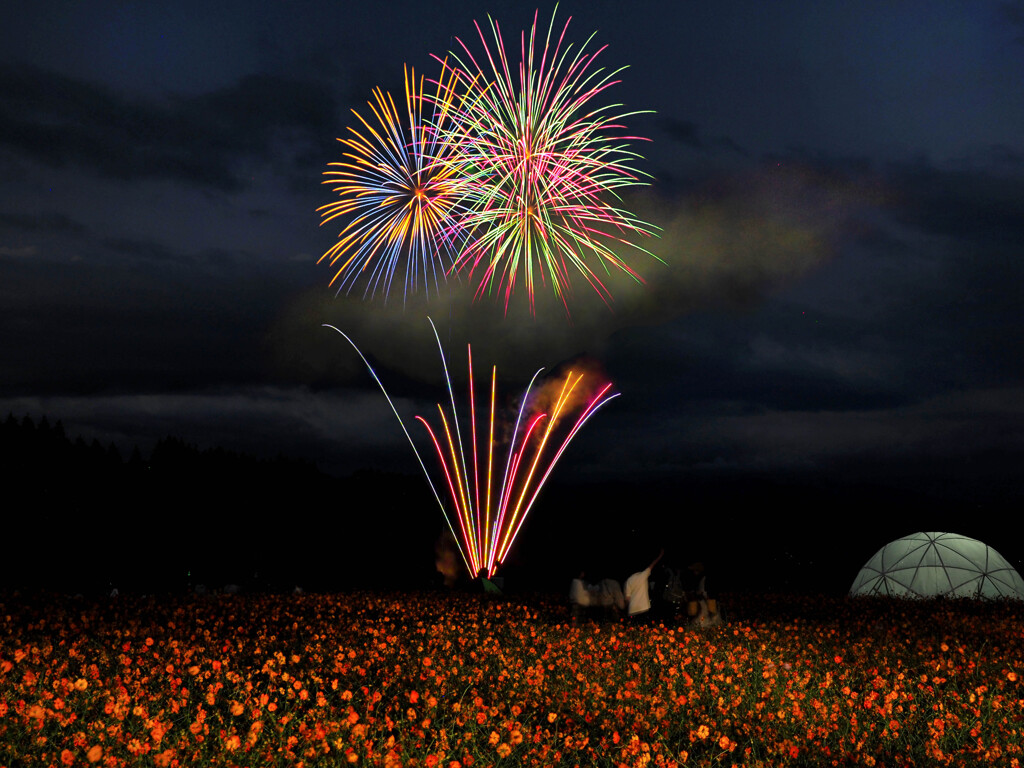 ナイトコスモスと花火 生駒高原 By Kazustyle Id 写真共有サイト Photohito