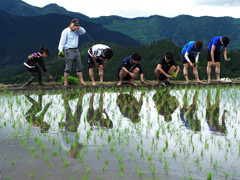 棚田で手植え