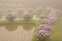 梅雨とアジサイ