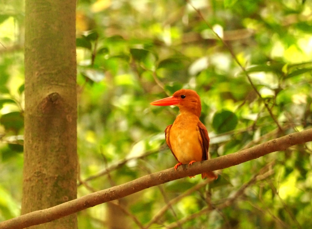 アカショウビン