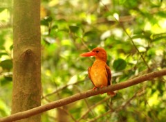 アカショウビン