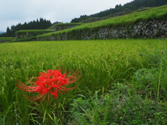 咲き始め
