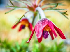 春の訪れ（翁草）
