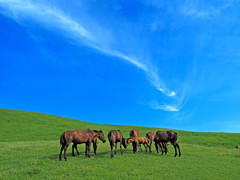 岬の野生馬