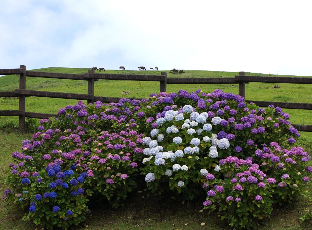 アジサイと野生馬