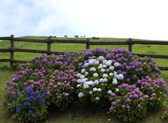 アジサイと野生馬