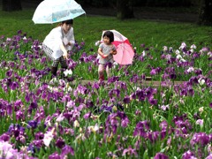 雨降る日