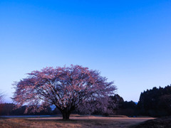 一本桜
